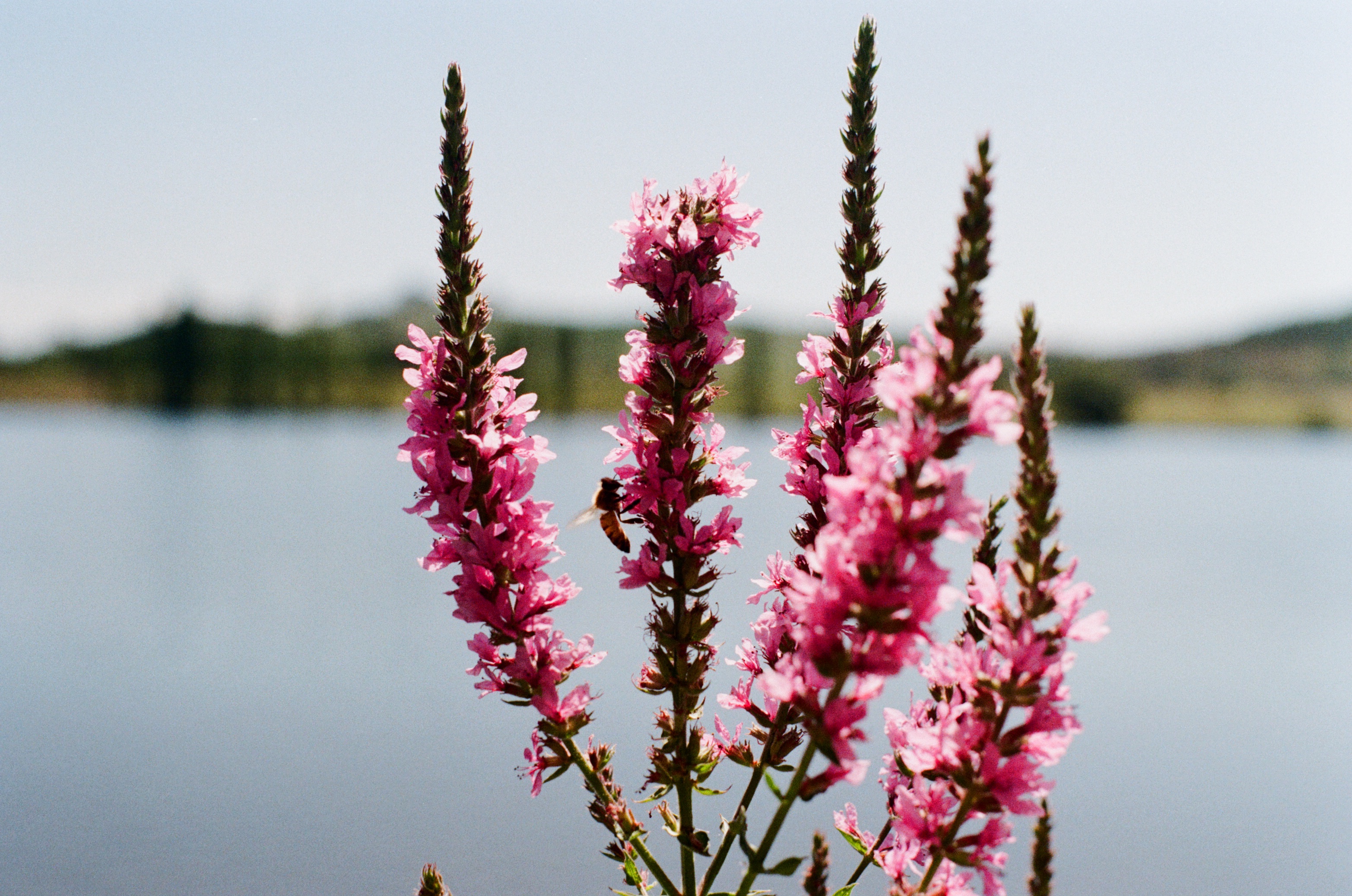 Flower on the Lake
